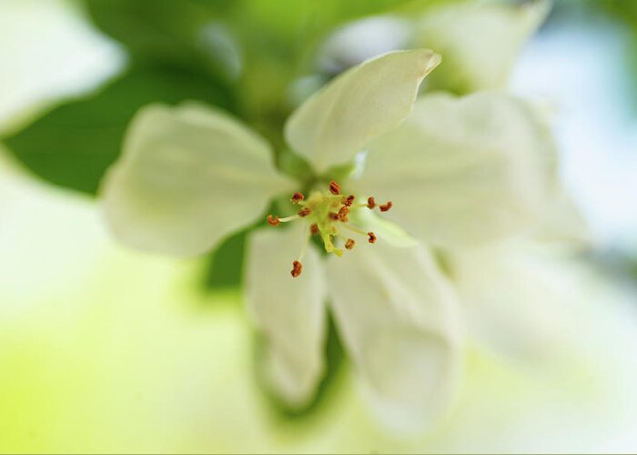 Apple Greeting Card featuring the photograph Apple Blossom Time by Pamela Taylor