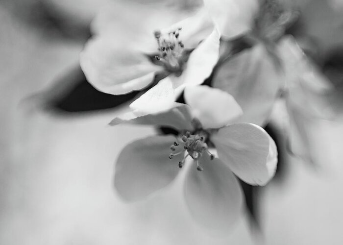 B&w Greeting Card featuring the photograph Apple Blossoms by Pamela Taylor