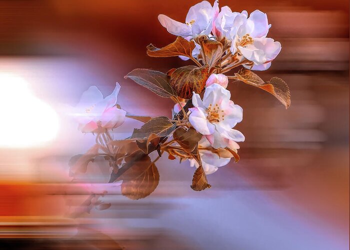  Greeting Card featuring the photograph Apple Flower on Spring Day by Aleksandrs Drozdovs