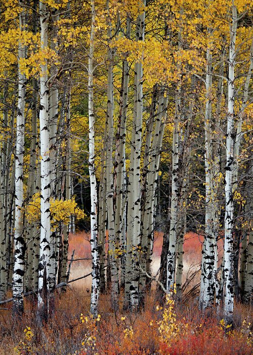 Aspens Greeting Card featuring the photograph Appreciation by Emily Dickey