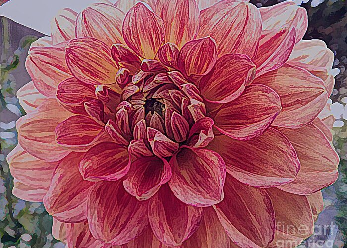 Apricot Dahlia Flower With Drawing Effect Greeting Card featuring the mixed media Apricot Dahlia Flower with Drawing Effect by Rose Santuci-Sofranko
