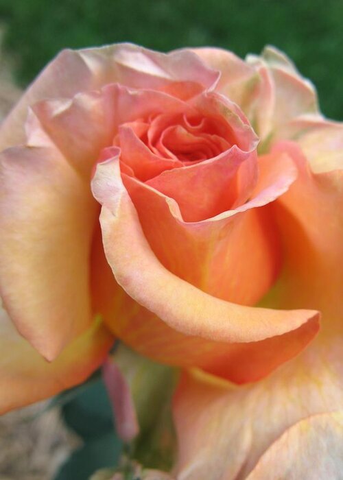 Rose Greeting Card featuring the photograph Apricot Rose by Carol Sweetwood