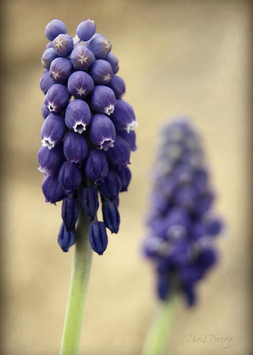 Muscari Greeting Card featuring the photograph April Indigo by Chris Berry