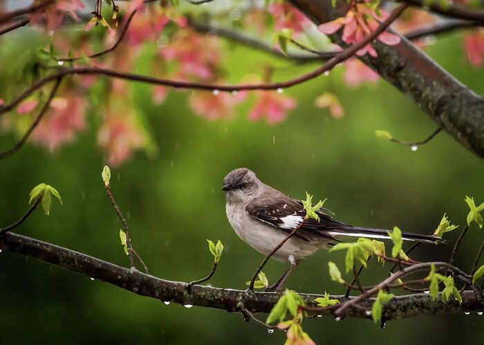 Terry D Photography Greeting Card featuring the photograph April Showers Bring May Flowers Mocking Bird by Terry DeLuco