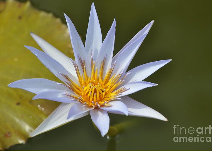 Water Lily Greeting Card featuring the photograph Aquatic Beauty by Nona Kumah