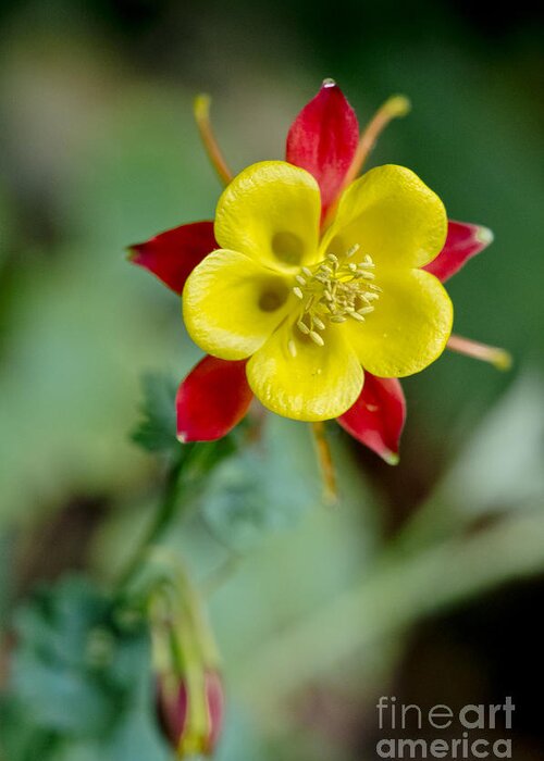 Flowers Greeting Card featuring the photograph Aquilegia by Elena Perelman