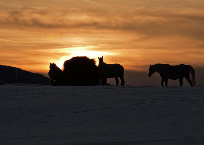 Arab Horse Greeting Card featuring the photograph Arab Horses at Sunset by Daniel Hebard