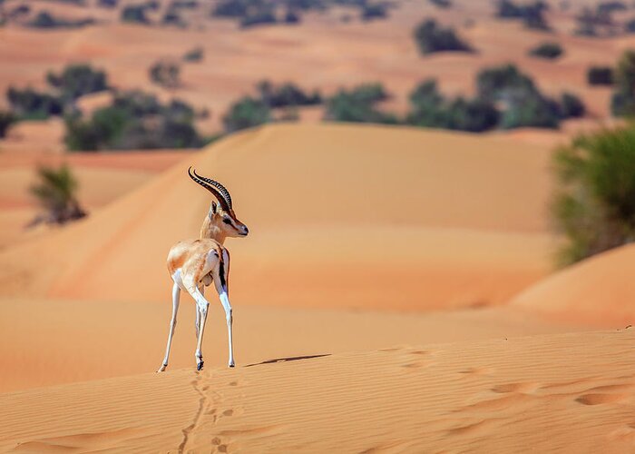 Arabian Greeting Card featuring the photograph Arabian Gazelle by Alexey Stiop