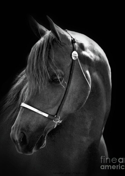  Animal Greeting Card featuring the photograph Arabian Horse in Black and White by Sandra Huston