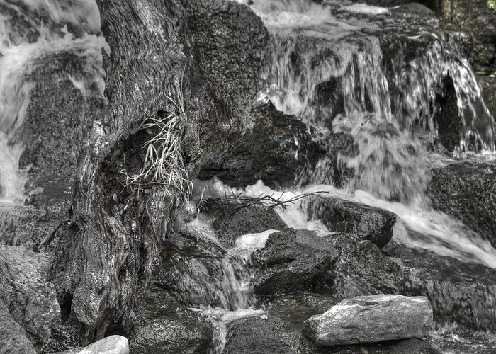 Water Greeting Card featuring the photograph Arboretum Waterfall BW by Richard J Cassato