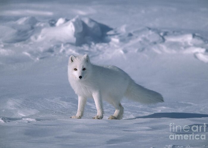 00342970 Greeting Card featuring the photograph Arctic Fox on the North Slope by Yva Momatiuk John Eastcott