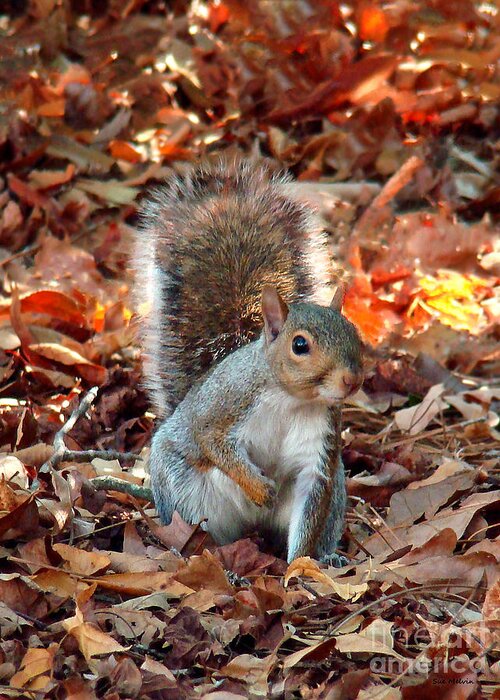 Squirrel Greeting Card featuring the photograph Are You Friendly by Sue Melvin