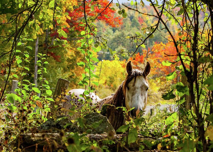 Horse Greeting Card featuring the photograph Are you my friend? by Jeff Folger