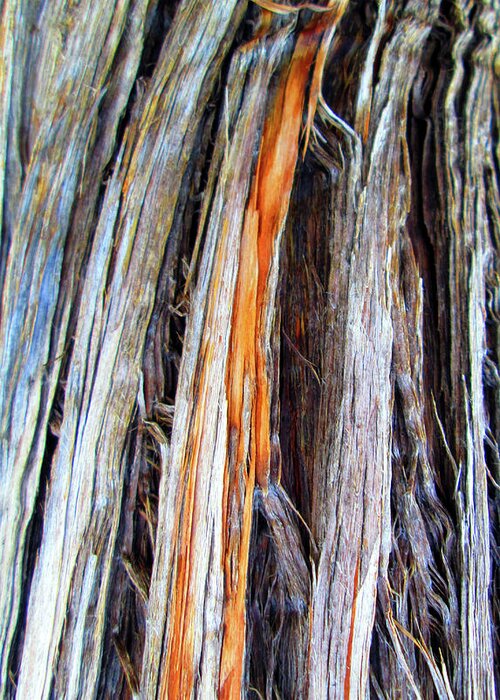 Arizona Greeting Card featuring the photograph Arizona Desert Tree Texture by Ilia -