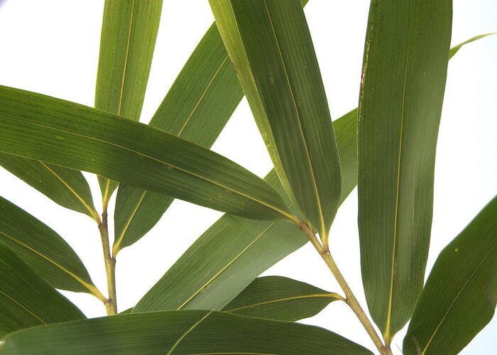 Asian Greeting Card featuring the photograph Arrow Bamboo Foliage Pseudosasa japonica by Nathan Abbott