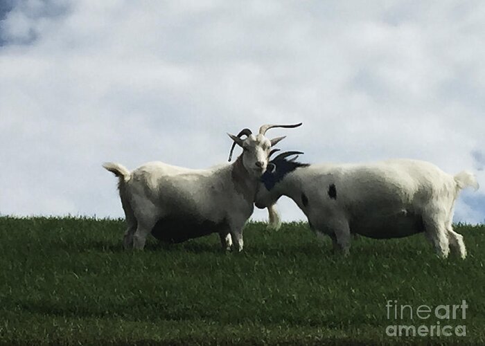 White Greeting Card featuring the photograph Art Goats I by Margie Hurwich