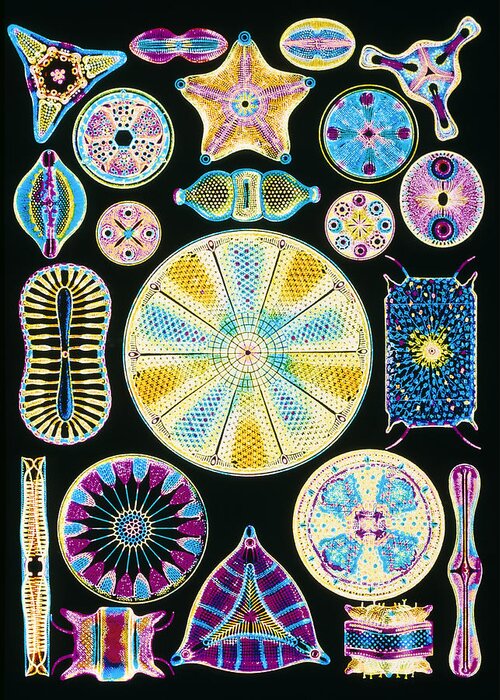 Centric Diatom Greeting Card featuring the photograph Art Of Diatom Algae (from Ernst Haeckel) by Mehau Kulyk