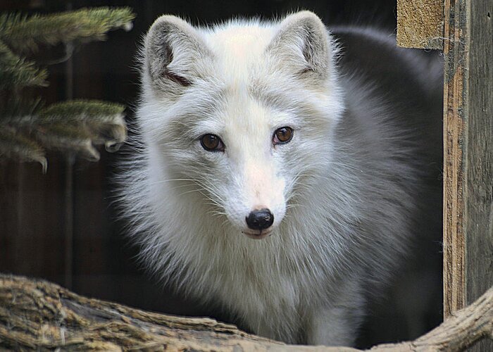 Artic Fox Greeting Card featuring the photograph Artic Fox by Keith Lovejoy