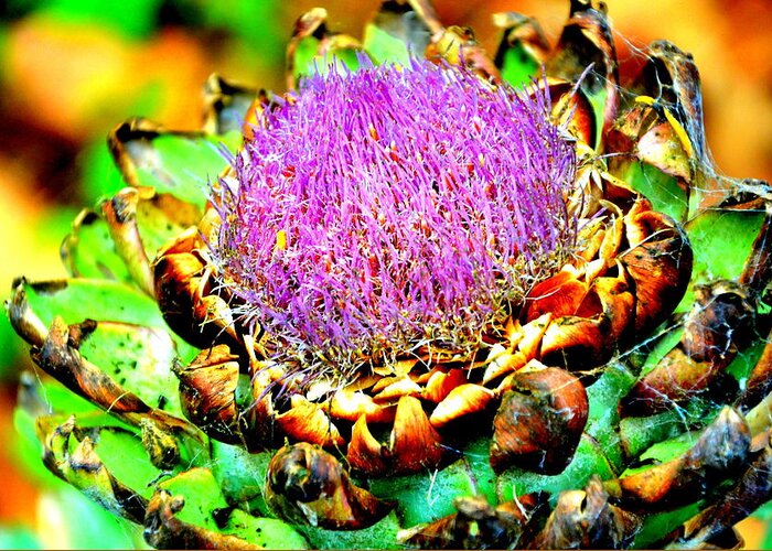 Artichoke Greeting Card featuring the photograph Artichoke Going To Seed by Antonia Citrino
