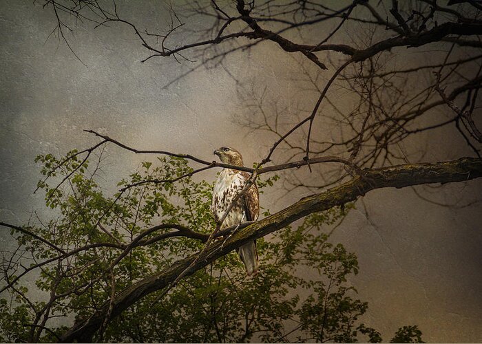 Hawk Greeting Card featuring the photograph Higher Perspective by Karen Casey-Smith