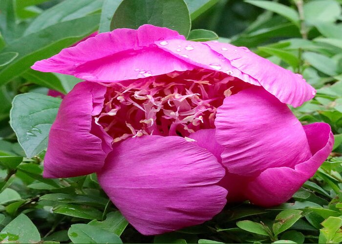 Pink Peony Greeting Card featuring the photograph Pink Peony With Morning Dew by Beth Myer Photography