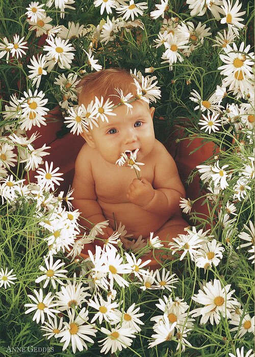 Daisies Greeting Card featuring the photograph Daisies by Anne Geddes