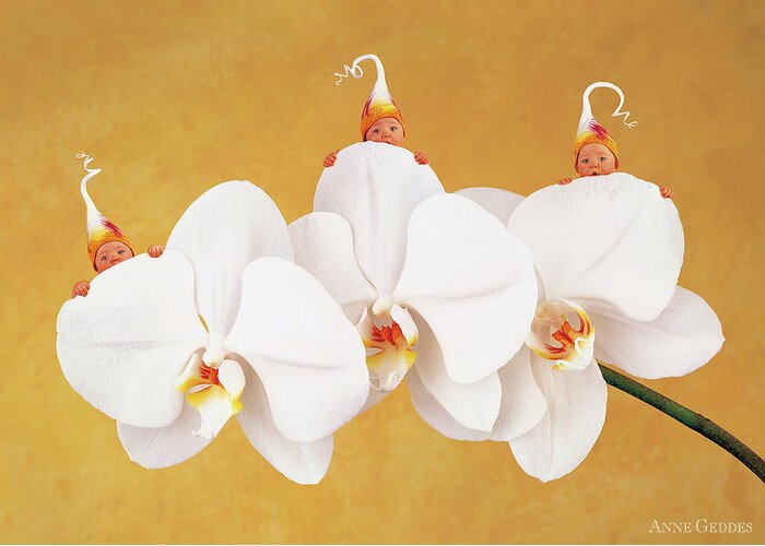 Triplets Greeting Card featuring the photograph Moth Orchid by Anne Geddes