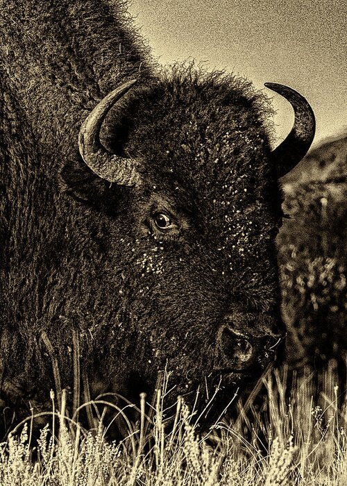 2017 November Greeting Card featuring the photograph Bison Wild Eye - Black-and-White by Bill Kesler