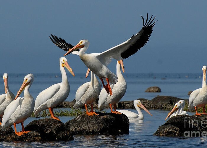 White American Pelican Taking Flight. Greeting Card featuring the photograph Ascension by David Campione
