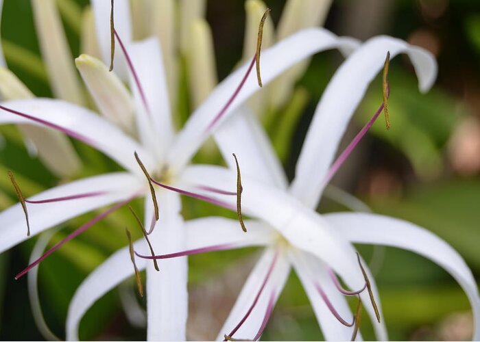 Kauai Greeting Card featuring the photograph Asiatic Poison Lily 2 by Amy Fose