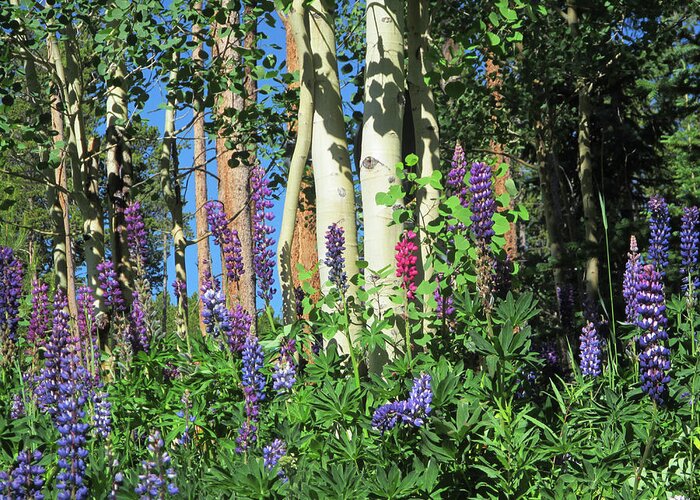 Lupine Greeting Card featuring the photograph Aspen and Lupine by Marilyn Hunt