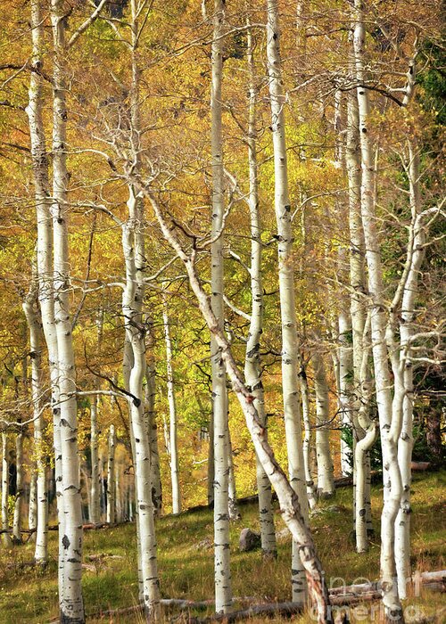 Aspen Greeting Card featuring the photograph Aspen Forest by Doug Sturgess