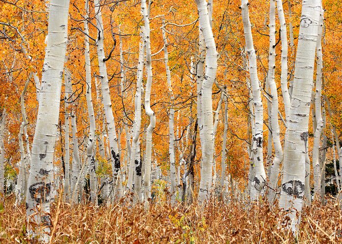 Aspen Greeting Card featuring the photograph Aspen Forest in Fall by Brett Pelletier