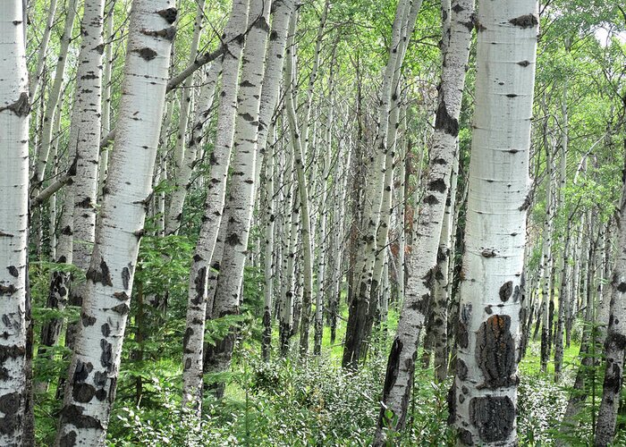 Travel Greeting Card featuring the photograph Aspen Grove by David T Wilkinson