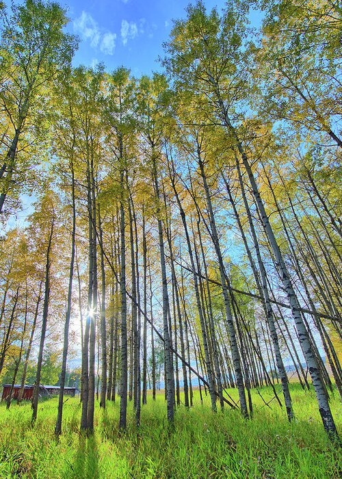 Montana Greeting Card featuring the photograph Aspen Grove by Jedediah Hohf