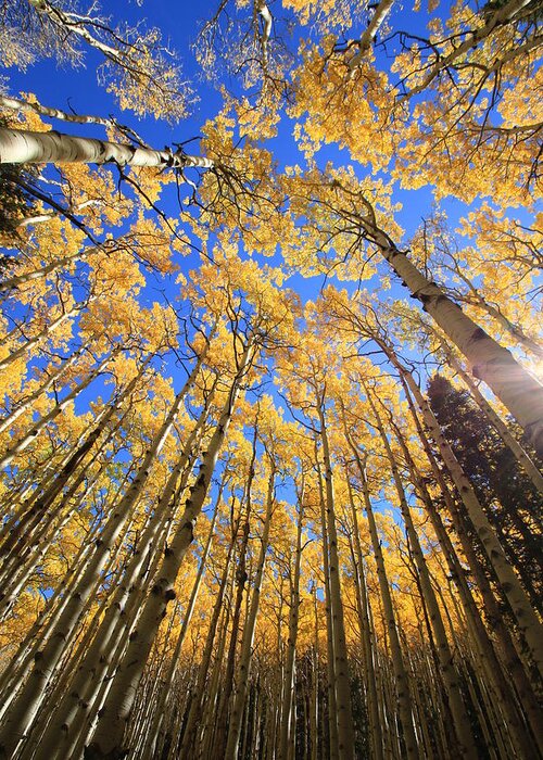 Aspens Greeting Card featuring the photograph Aspen Hues by Tom Kelly
