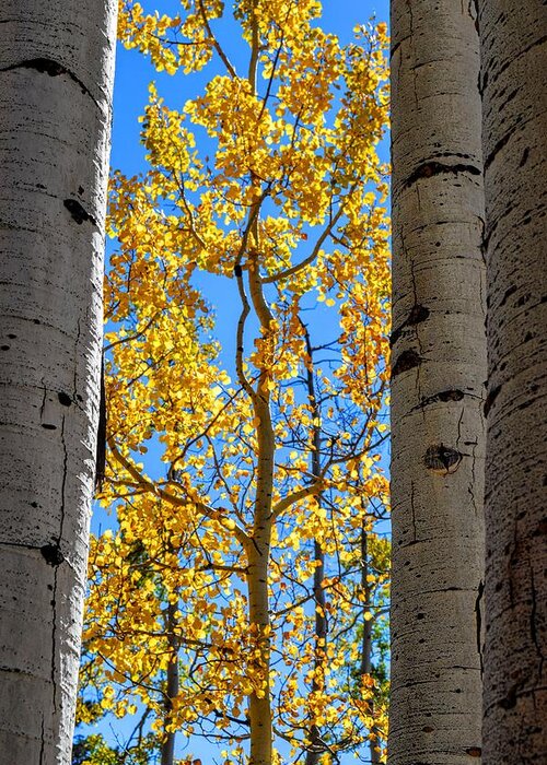 Aspen Greeting Card featuring the photograph Aspen Sides by Michael Brungardt