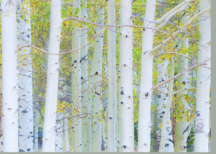 Fall Greeting Card featuring the photograph Aspen White by Jonathan Nguyen