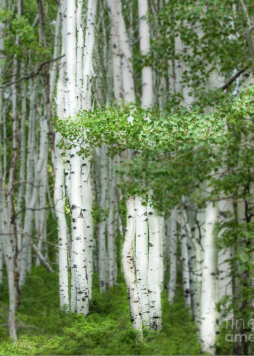 Aspens Greeting Card featuring the photograph Aspens, Colorado by George Robinson