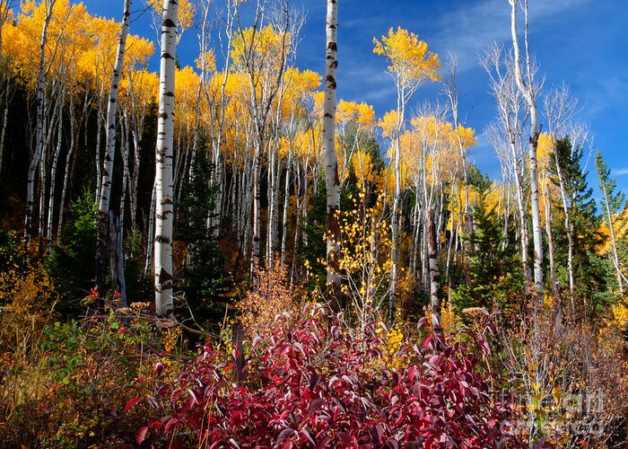 Aspens Greeting Card featuring the photograph Aspens in Autumn by Idaho Scenic Images Linda Lantzy