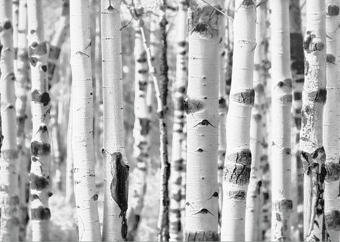 Aspen Trees Greeting Card featuring the photograph Aspens in Black and White by Saija Lehtonen