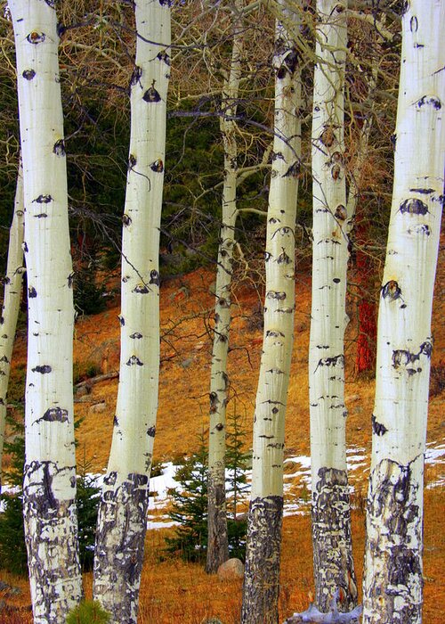 Aspens Greeting Card featuring the photograph Aspens of white by Julie Lueders 
