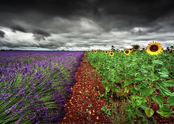 Landscape Greeting Card featuring the photograph At the middle by Jorge Maia