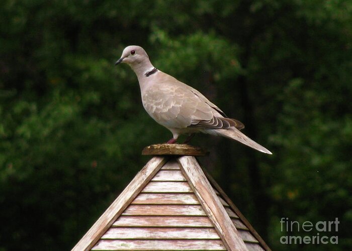 Bird Greeting Card featuring the photograph At The Top of The Bird Feeder by Donna Brown