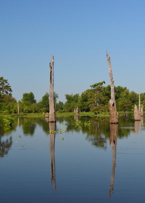 Tree Greeting Card featuring the photograph Atchafalaya Basin 19 Southern Louisiana by Maggy Marsh