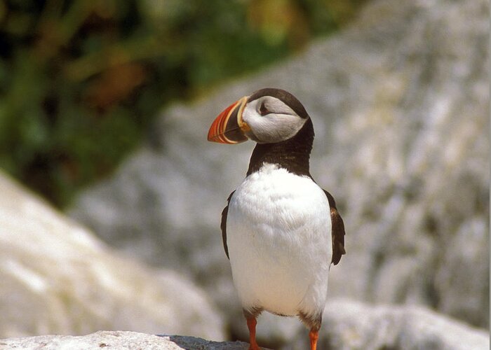 Wildlife Greeting Card featuring the photograph Atlantic Puffin Profile by John Burk