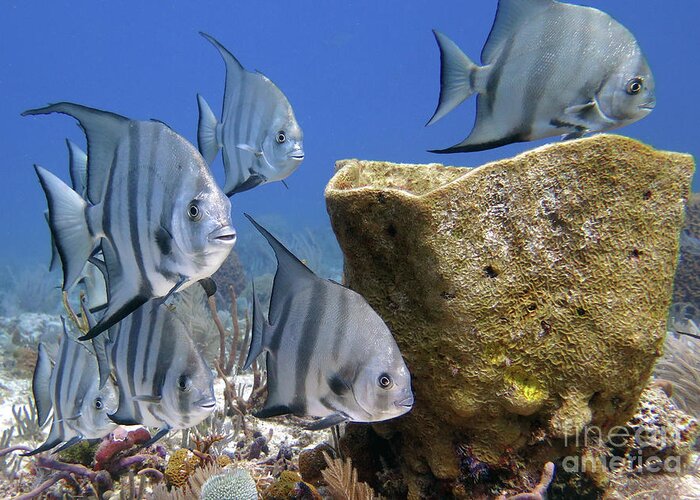 Underwater Greeting Card featuring the photograph Atlantic Spadefish with Sponge by Daryl Duda