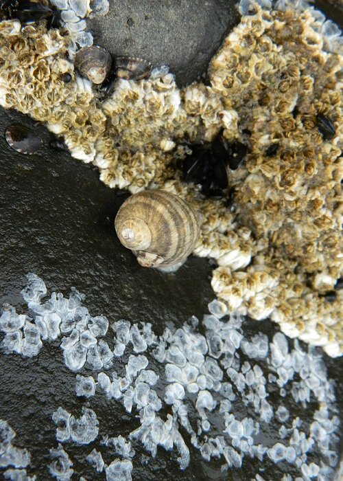 Snails Greeting Card featuring the photograph Attached by Gallery Of Hope 
