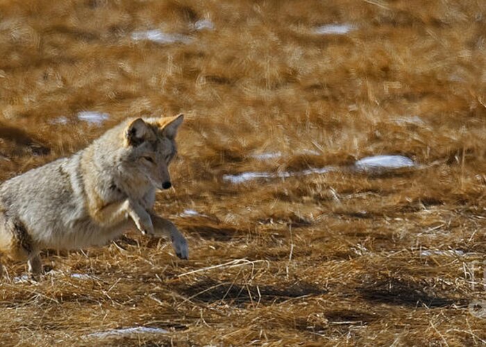 Coyote. Rocky Mountain National Park Greeting Card featuring the photograph Attack by Bon and Jim Fillpot