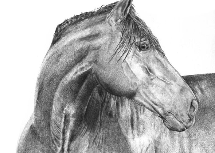 Horse Greeting Card featuring the drawing Attention Seeker by Dana John